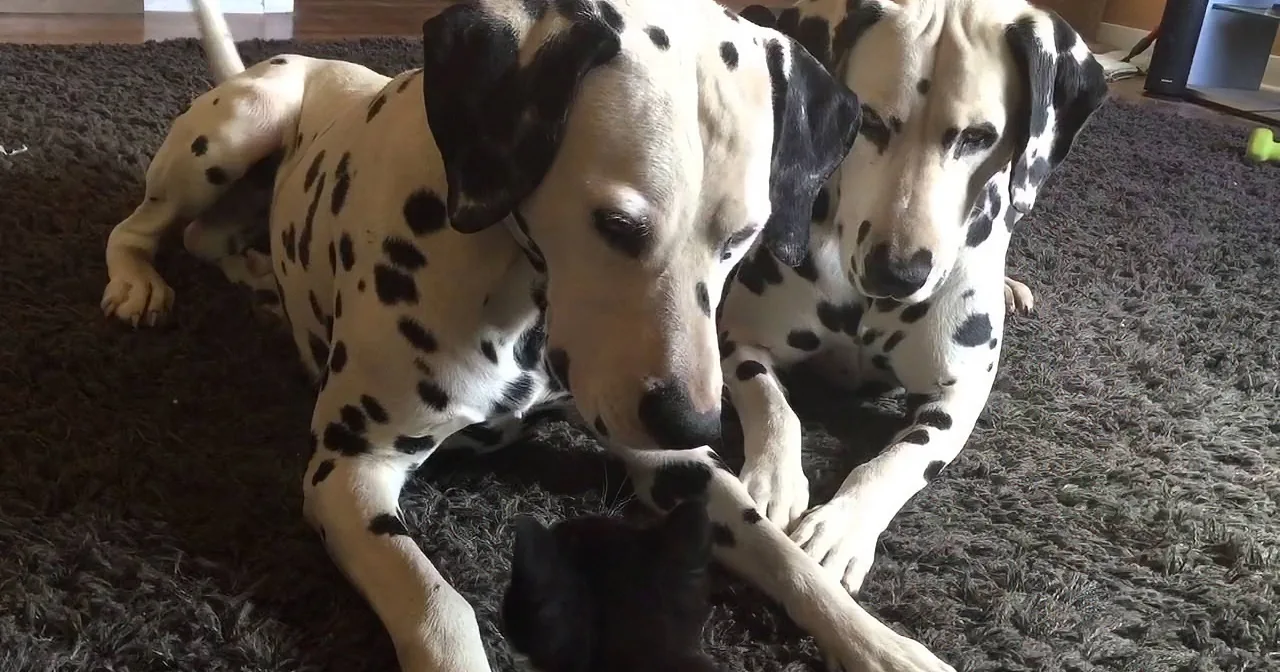 Two Dalmatians with black spots are lying on a dark carpet, looking relaxed.
