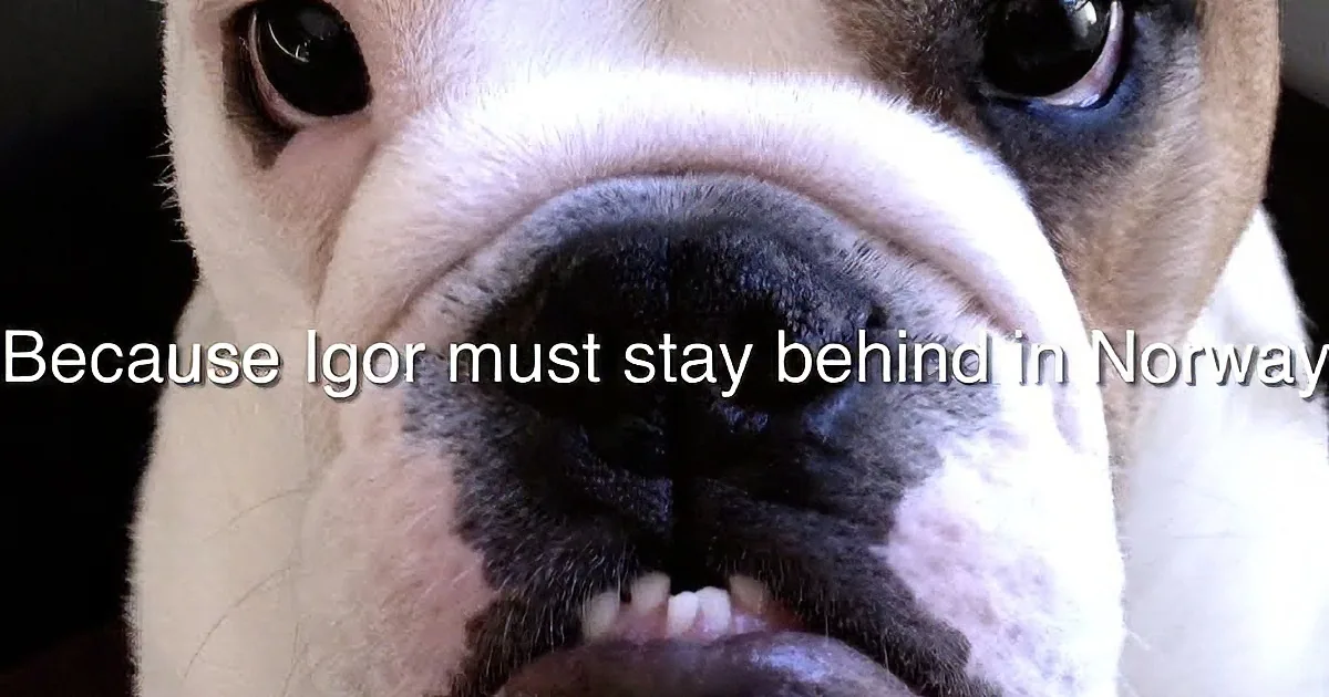 They Had Never Left Their Dog Behind Before, but What Their Dad Did Secretly Took Them by Surprise!