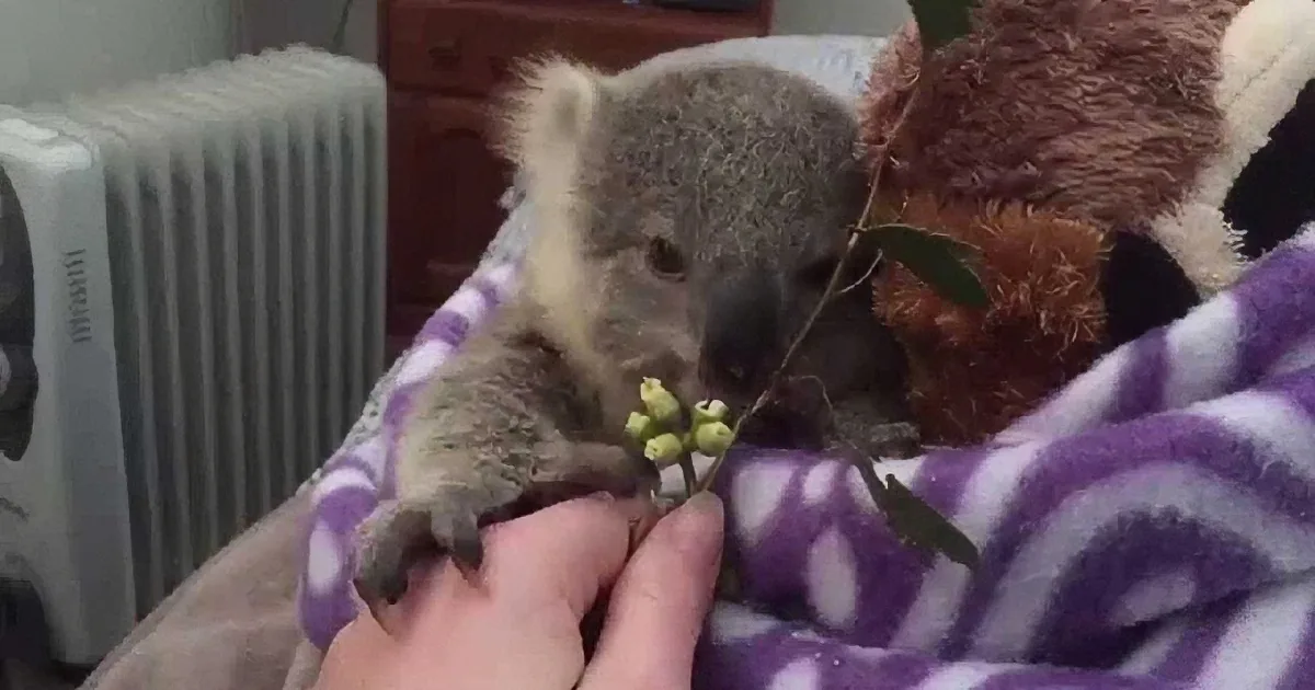 A koala rests on a purple blanket, holding a small branch, with a hand gently holding its paw.
