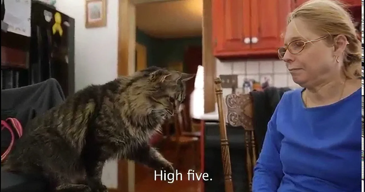 Woman Adopts Cat With Hearing Loss, so She Teaches All Her Cats Sign Language! Absolutely Amazing!