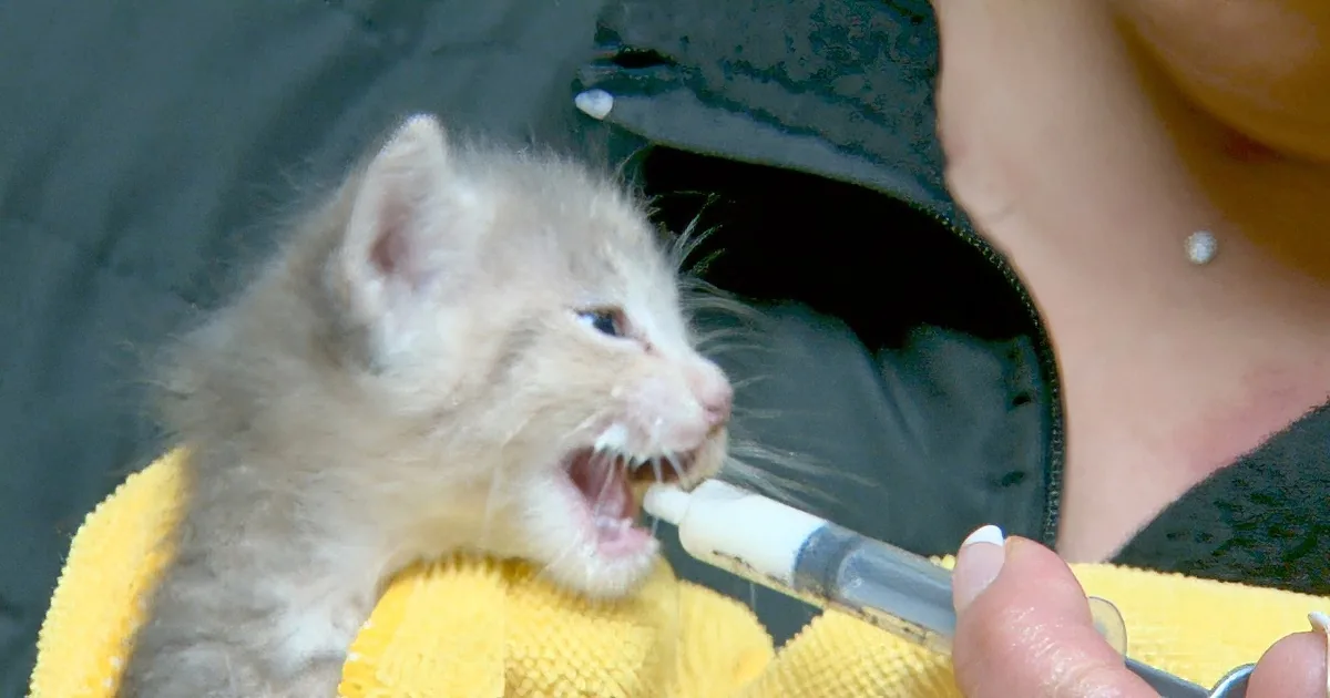 This Lady Was Handed a Kitty That Didn''t Want to Eat! Watch What She Does Next! Thank Goodness!