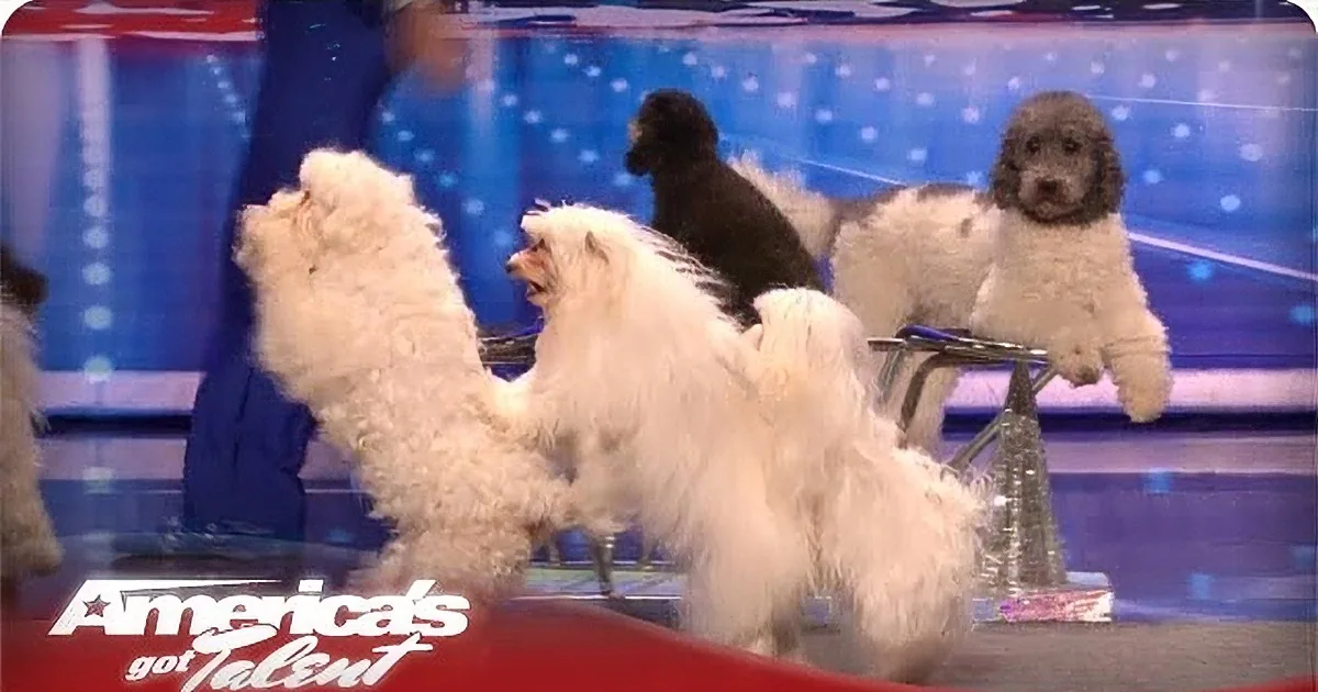 These Two Guys Walked on Stage With Six Dogs and the Judges Were Blown Away! Just Watch!