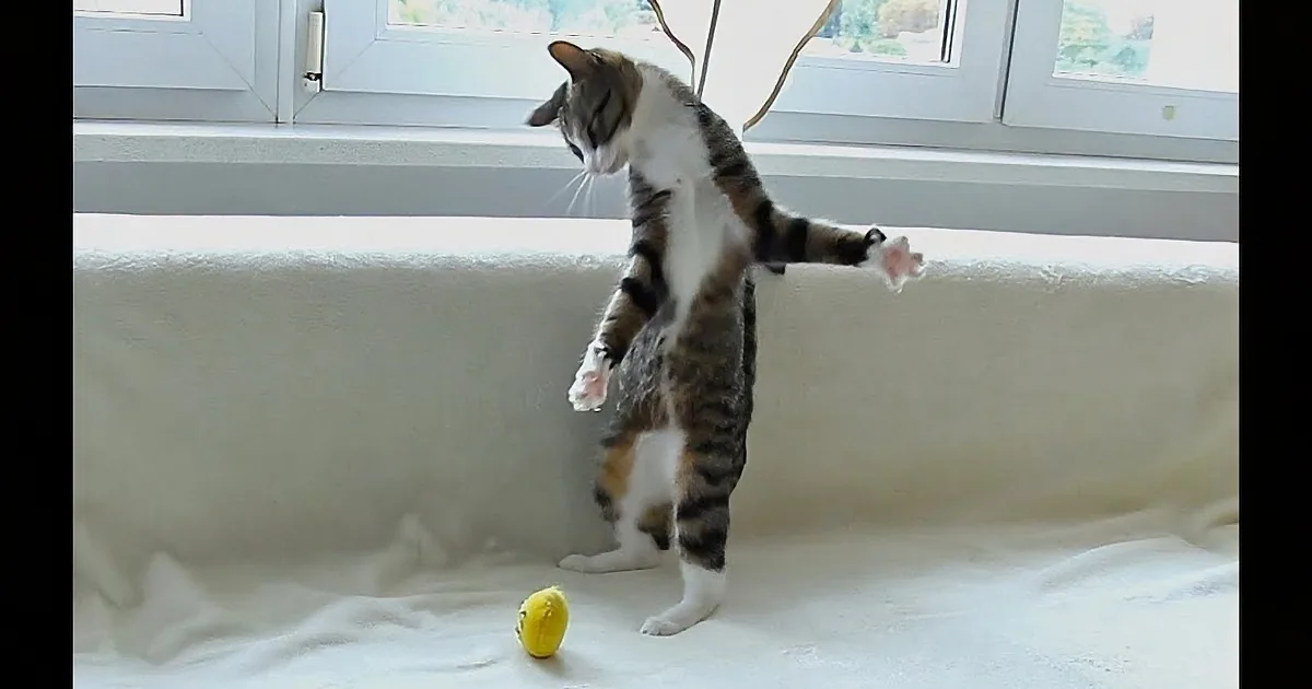 This Cat Plays With a Ball. He''s so Funny!
