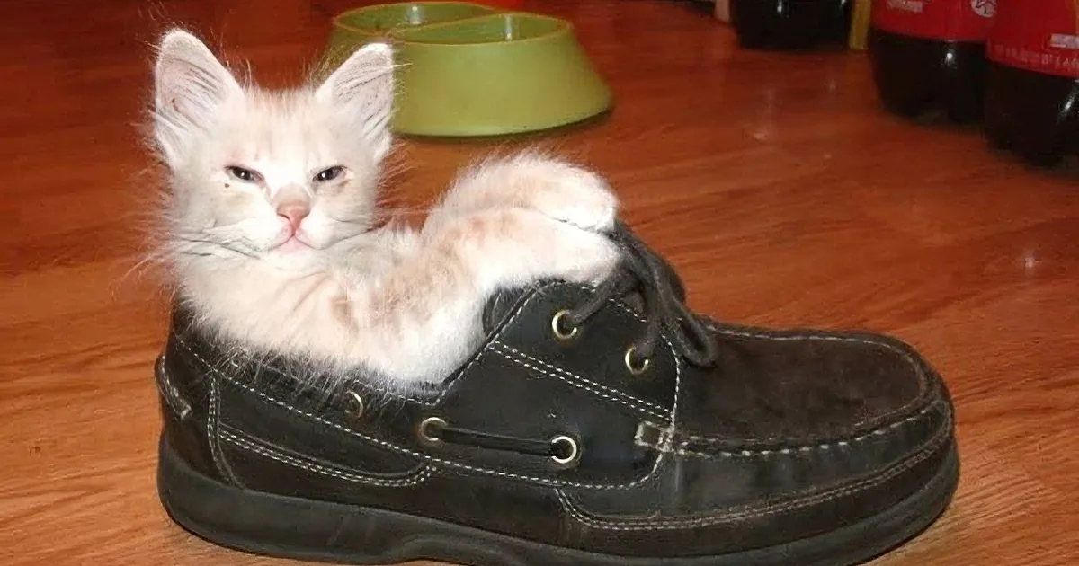 What''s Cuter Than a Kittens Playing Compilation?