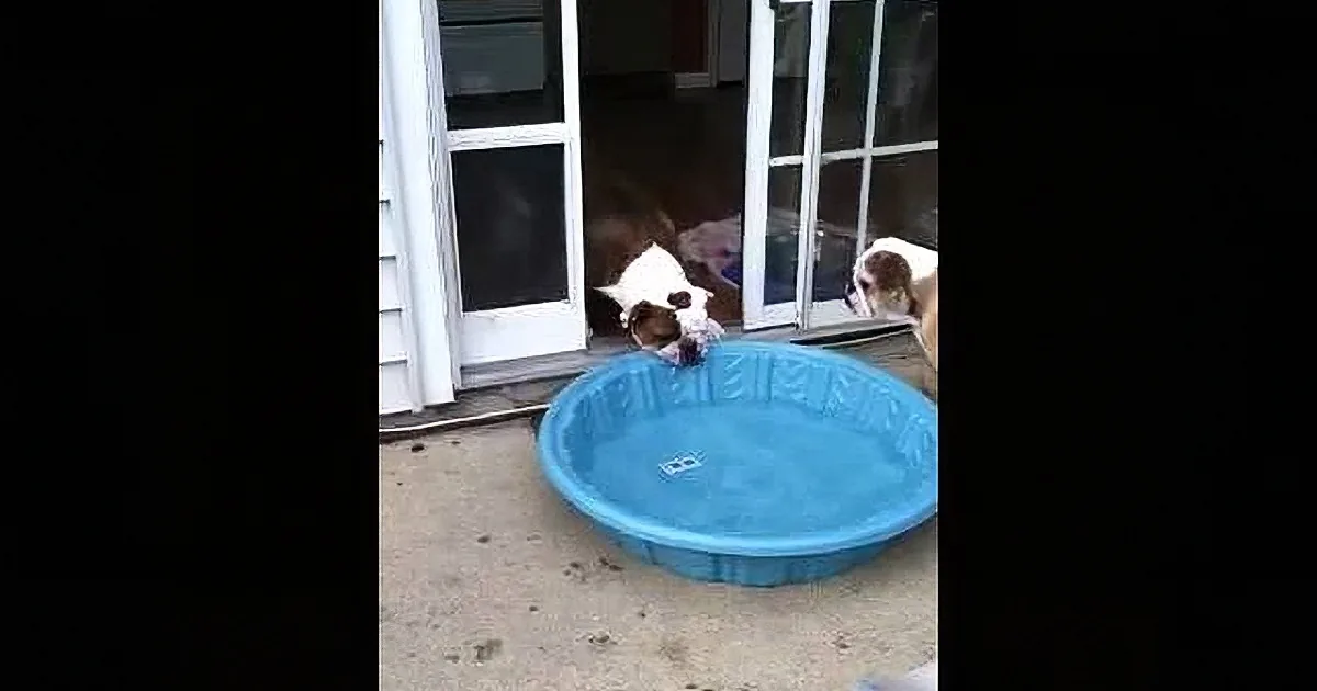 Two children play with a blue kiddie pool on a patio near a house.