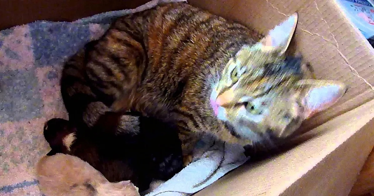 A tabby cat with a pink nose rests in a cardboard box with a blanket.