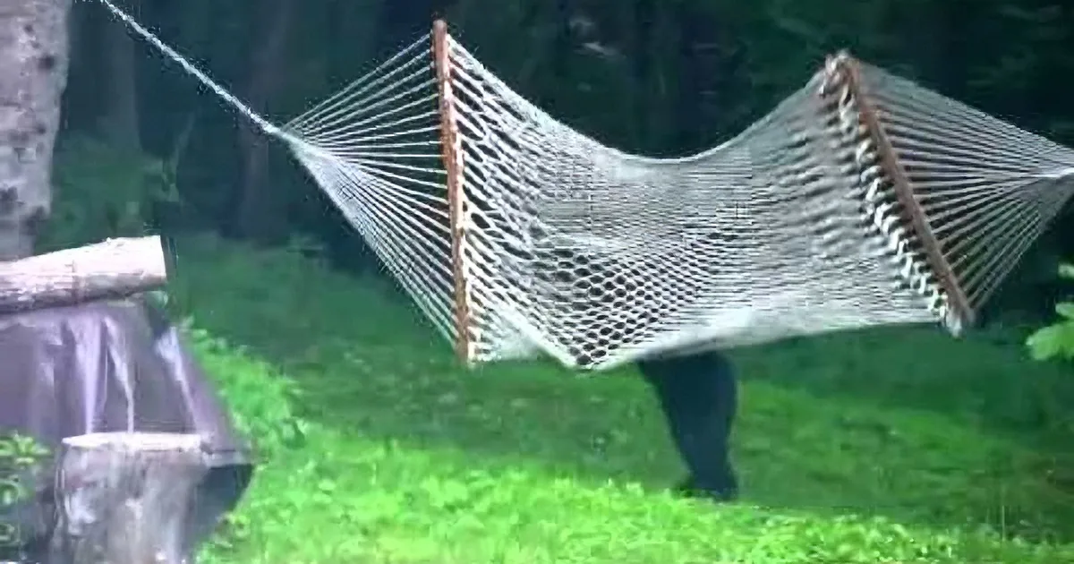 This Man Was About to Use His Hammock When He Discovered Someone Else Was Already in It