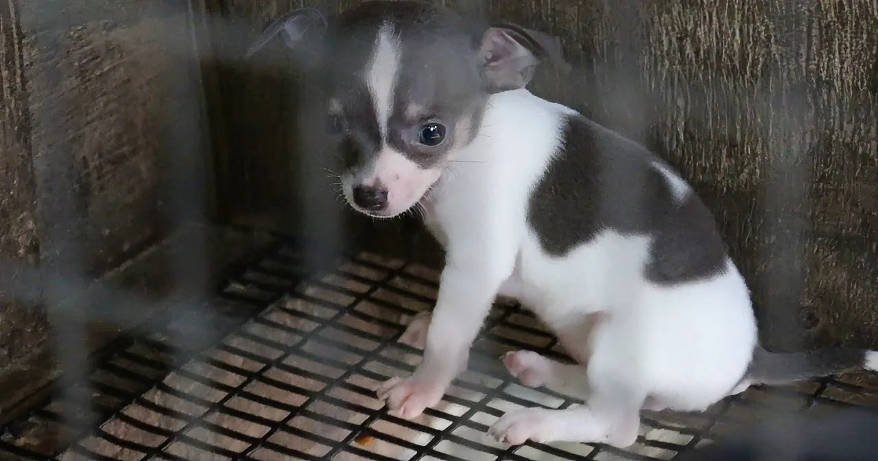 A small black and white puppy sits on a metal grate, looking directly at the camera.