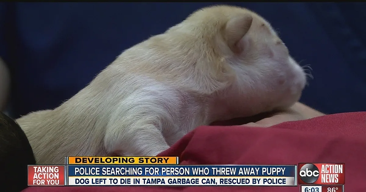 Four Puppies Were Dumped in a Garbage Can but Watch How They Were Found!