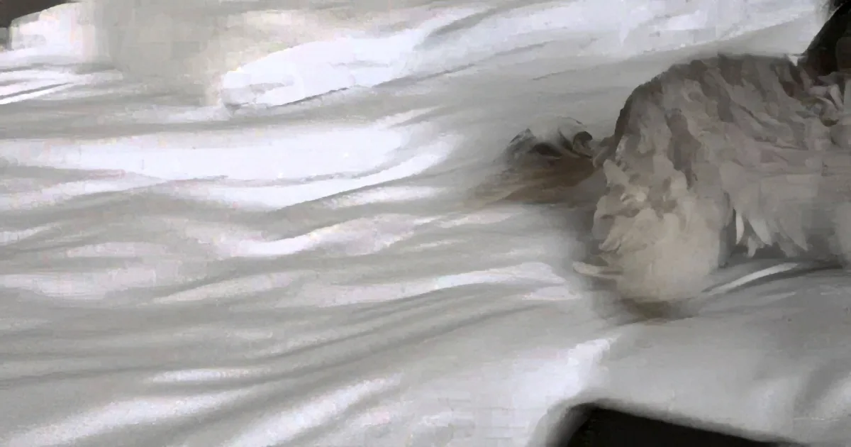 Norbert the Puppy Will Make You Smile Ear to Ear When You See Him Doing This!