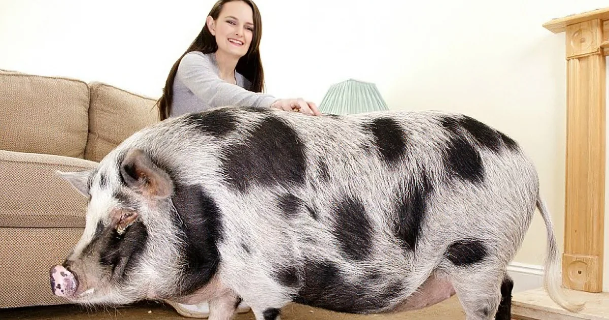 A large spotted pig is lying on the floor, with a person sitting on a couch in the background.