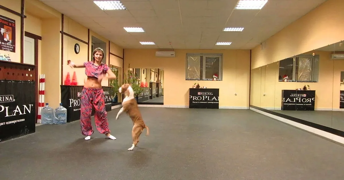 Pit Bull''s Dance Routine Will Blow Your Mind!