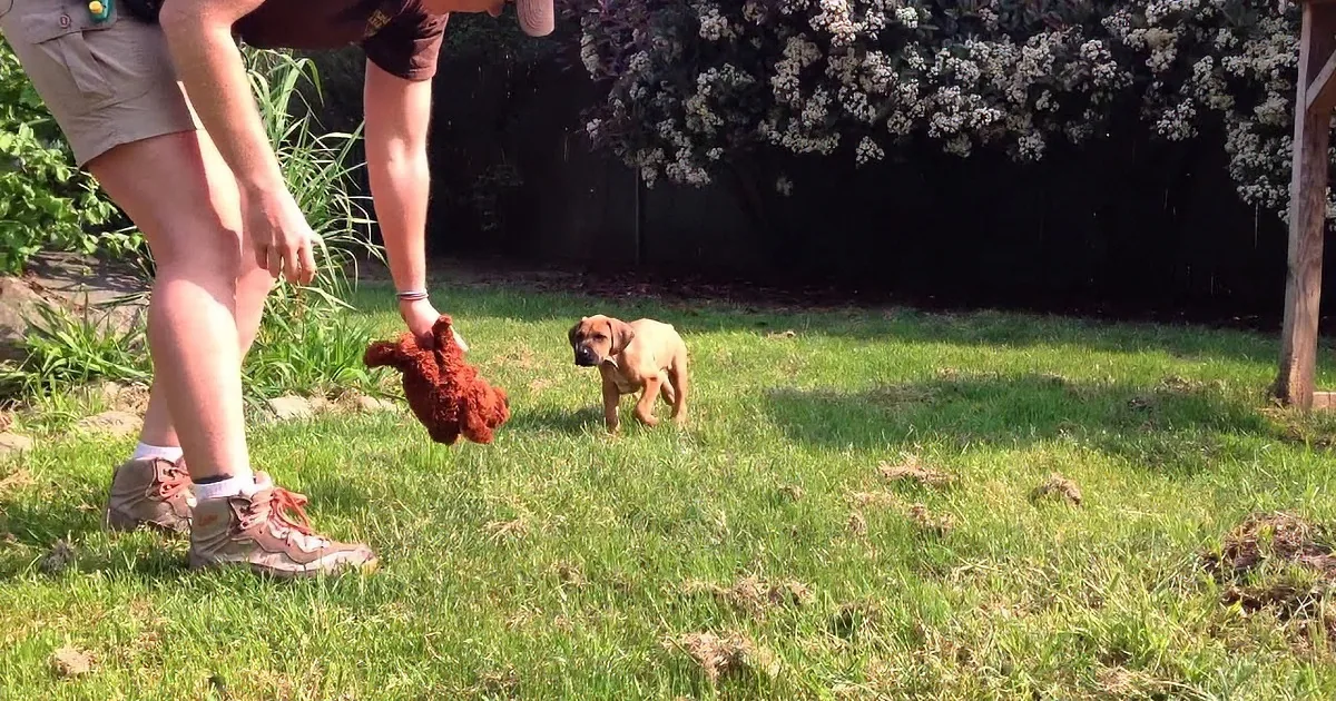 A person bends over, holding a muddy shoe, while a dog watches in a grassy yard.
