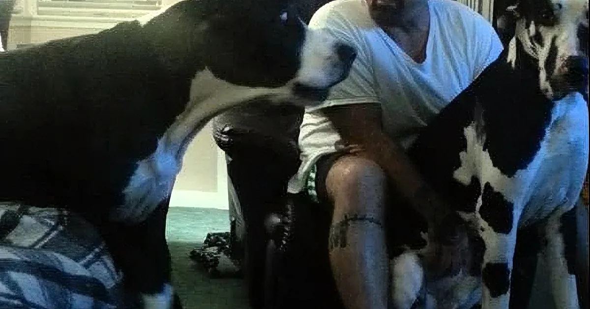 When Dad Refused to Cuddle up With Him, so This Dog Throws the Most Hilarious Tantrum. so Cute!
