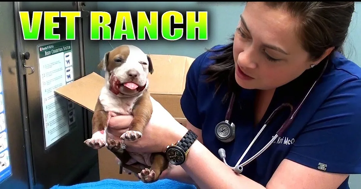 This Pup Was About to Be Euthanized. Then? She Stepped in and Did the Unthinkable!
