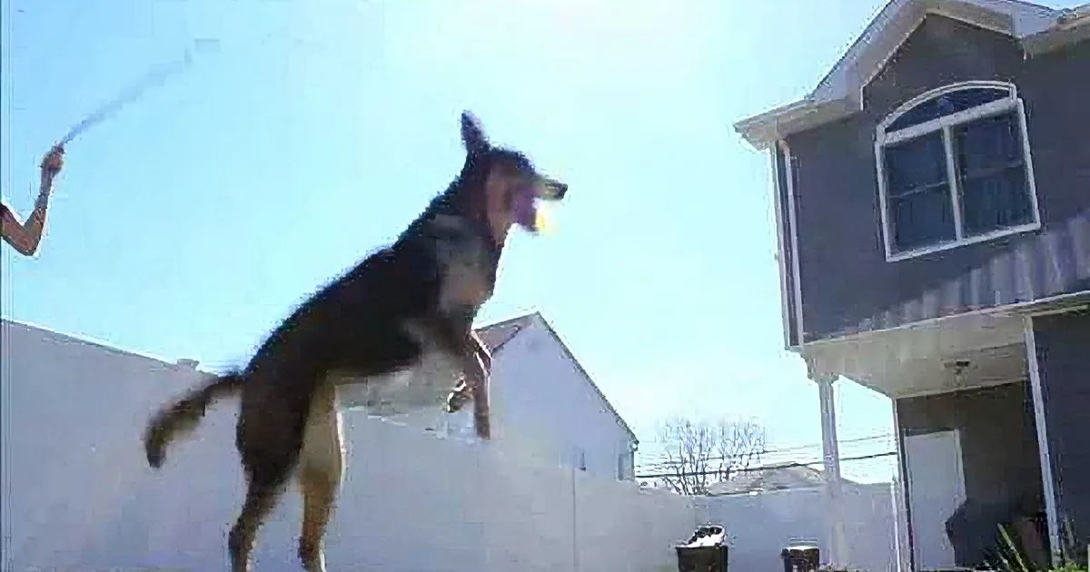 A dog leaps mid-air, reaching for a stick held by a person outside a house.