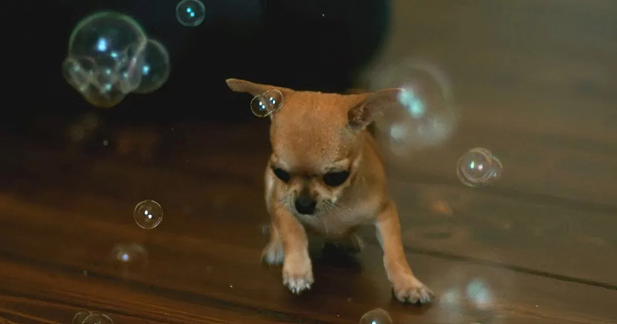 A small dog with large eyes looks at soap bubbles floating around it on a wooden floor.