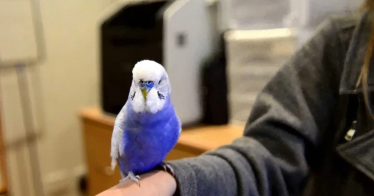 I Thought This Was a Normal Bird. What He Had Taught Himself to Do Blew My Mind!