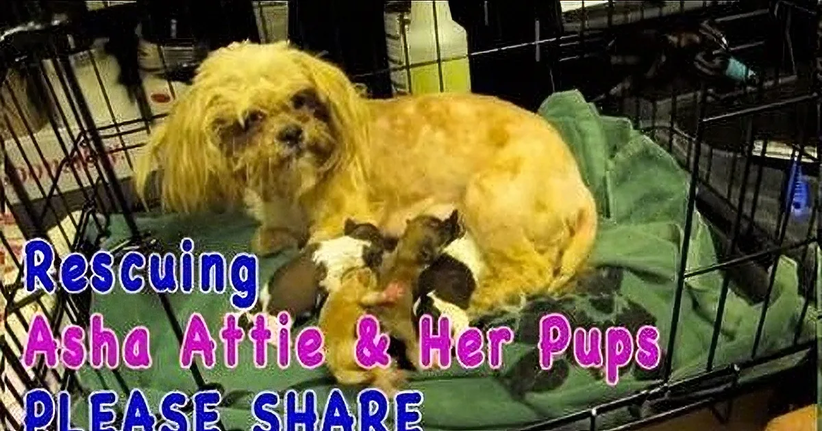 A fluffy dog with puppies, captioned "Rescuing Asha Attie & her 4 Ter Pups," in a cage.