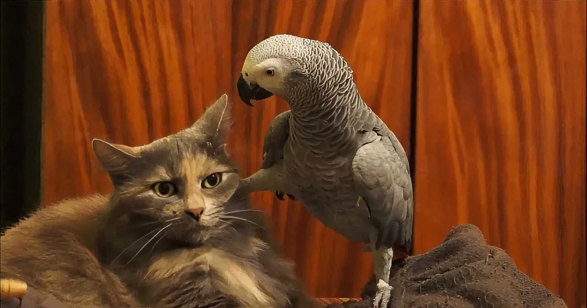 A cat and a parrot are perched together on a rock, with the cat looking at the camera.
