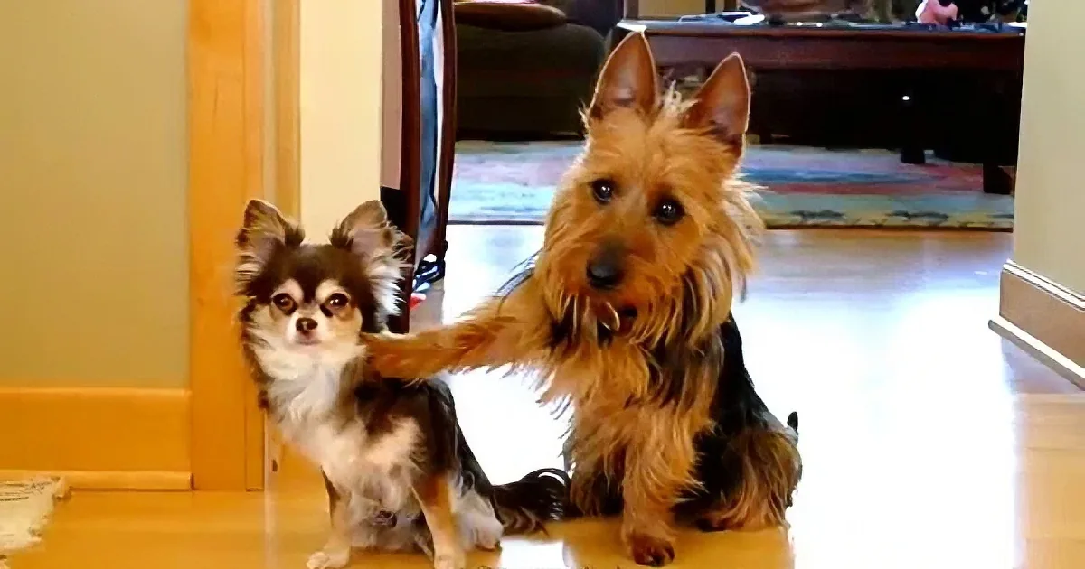 Mom Asks ''Who Pooped in the Kitchen ?'' but She Never Expected This Reaction From One of Her Dogs!