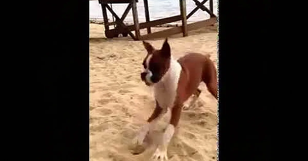 Curious Pup Finds a Lemon in the Beach. When He Eats It? That Is Just Too Hilarious!