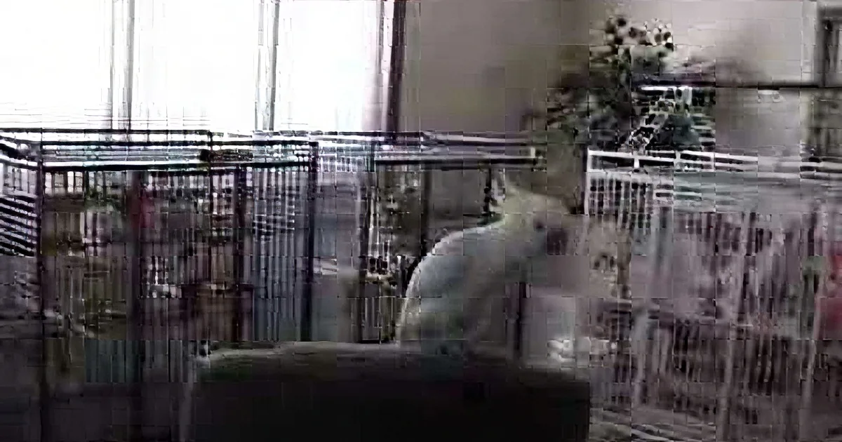 A cockatoo perches on a cage, pecking at a newspaper, with other cages and a plant in the background.