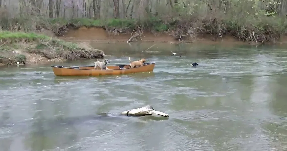 Two dogs in a canoe on a river with a log floating nearby.