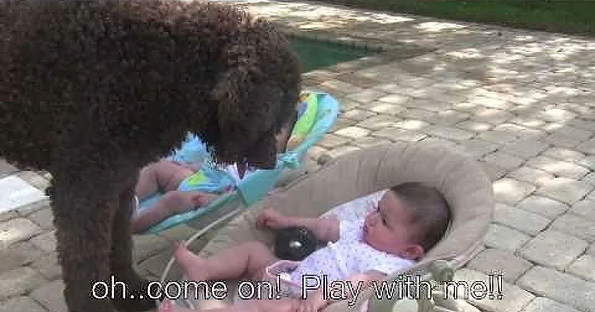A dog sniffs a baby in a stroller on a brick patio.