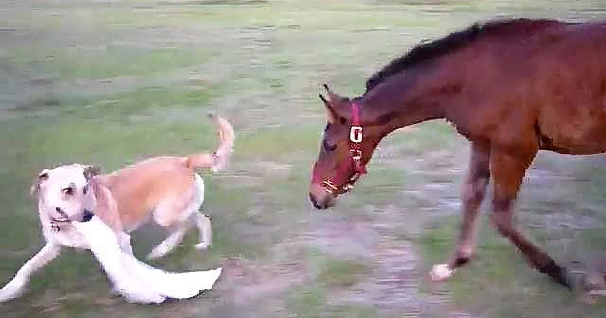 A dog and a horse are running together on a grassy field.