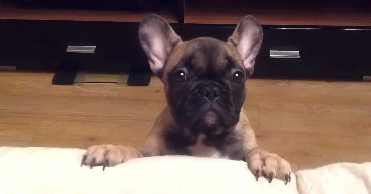 His Owner Didn''t Let Him up on the Couch. but What This Puppy Did Next Left Me in Stitches! Rofl!