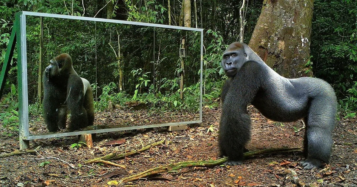 They Fixed a Mirror and a Hidden Camera. Watch What They Caught This Gorilla Doing! Priceless!