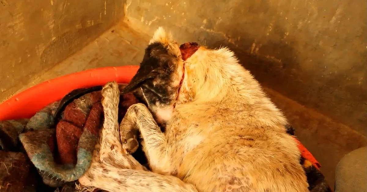 A dog with a matted coat is lying down, surrounded by rocks and a red object.
