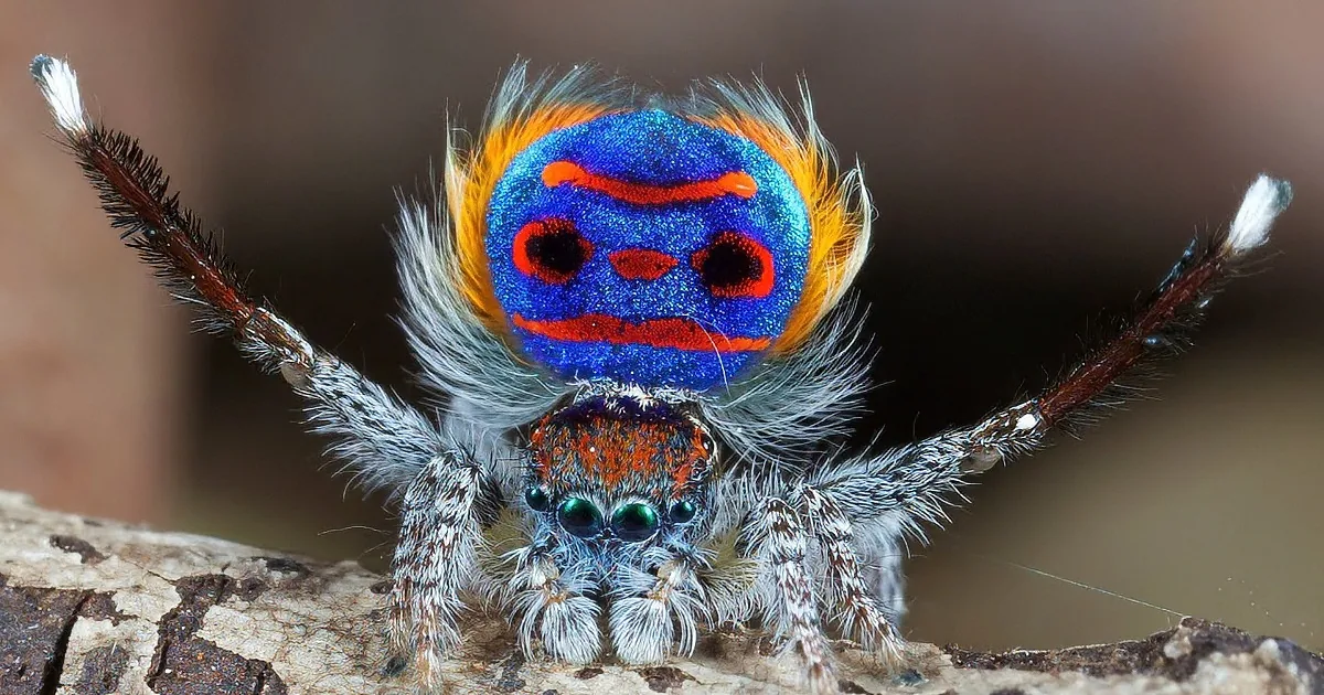 A vibrant, colorful spider with a blue face and orange stripes sits on a textured surface.