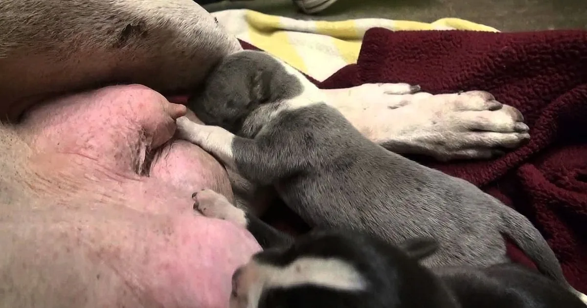 They Rescued a Homeless Mama Dog and Her Pups. What They Find Inside the Dog? OMG!