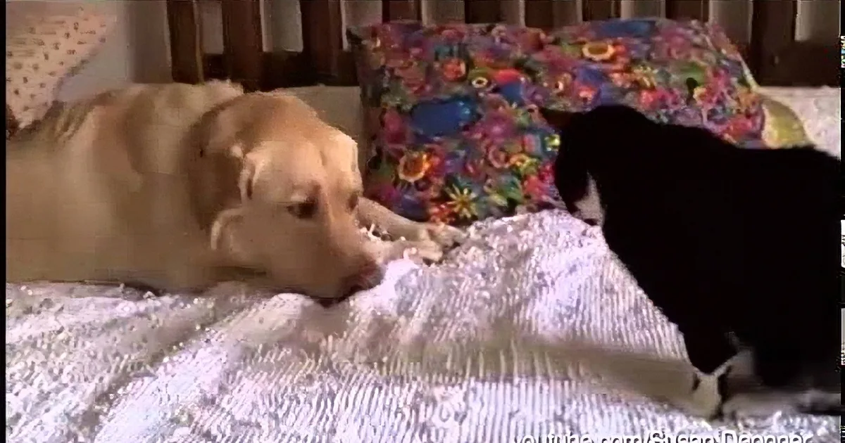A golden retriever and a black cat are lying on a bed, facing each other.