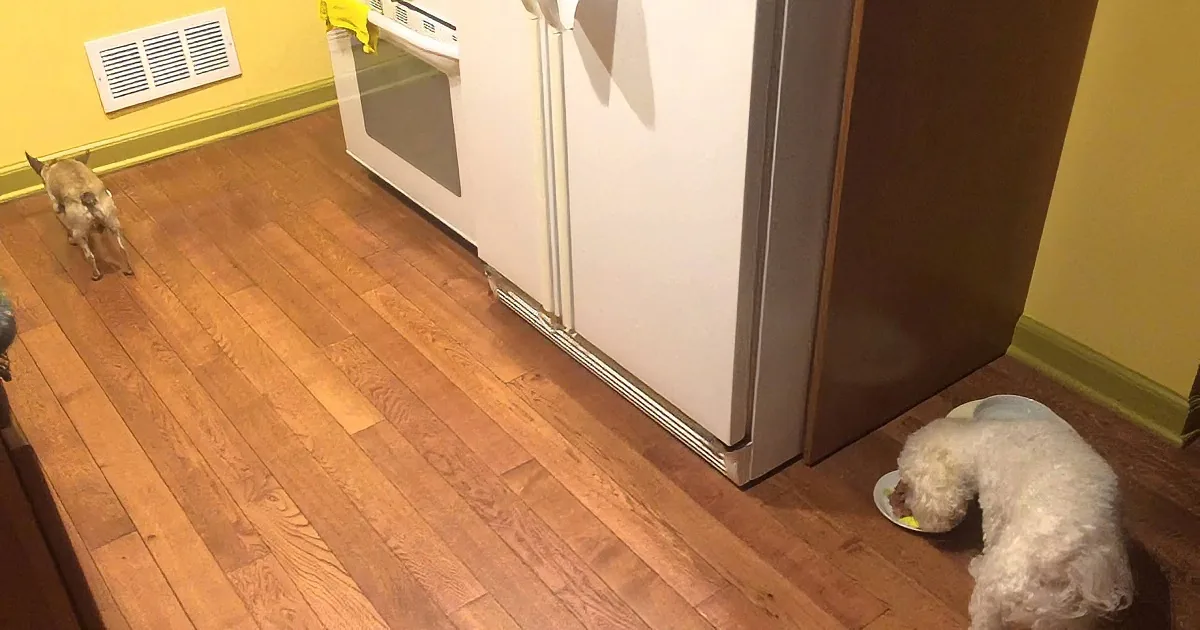 A small white dog eats from a plate on a hardwood floor near a refrigerator.