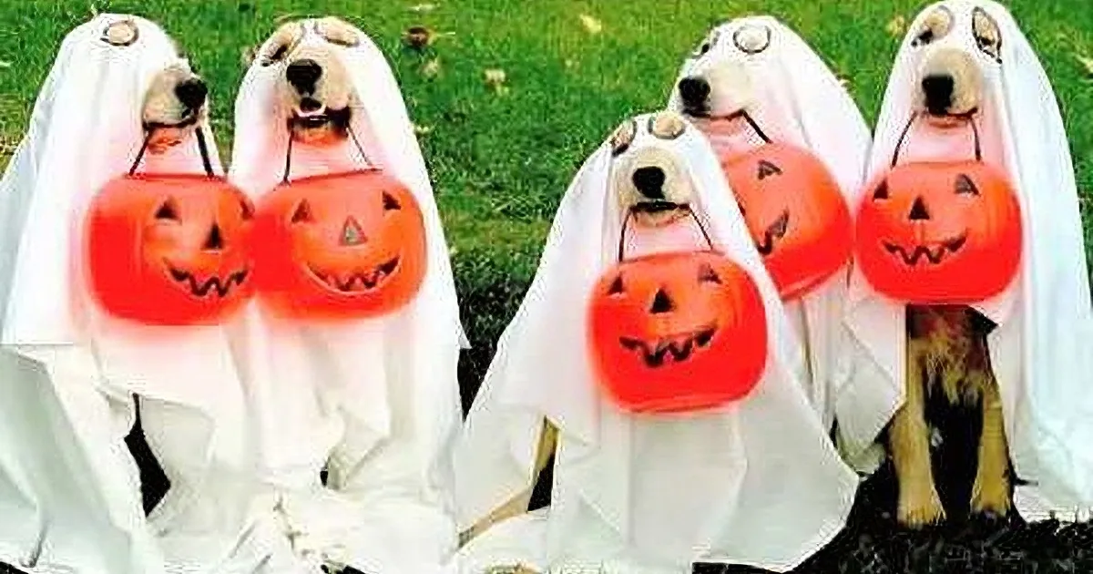 Four dogs dressed as ghosts hold jack-o'-lanterns, standing on grass.