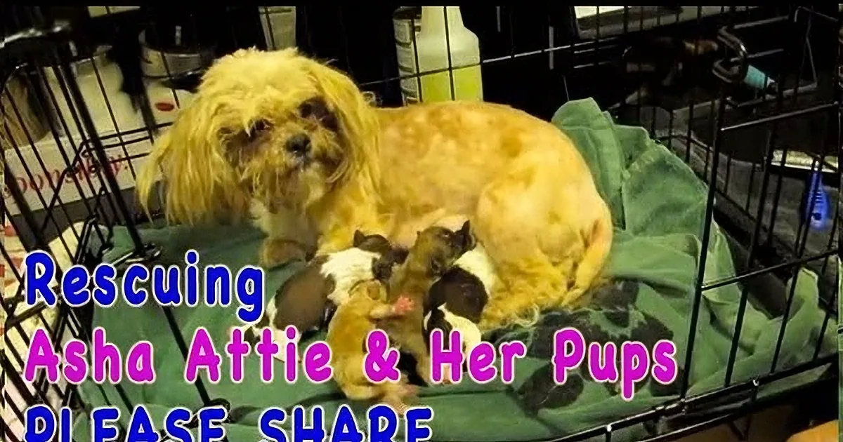A fluffy dog with puppies, text overlay asks for help rescuing Asha Attie and her litter.