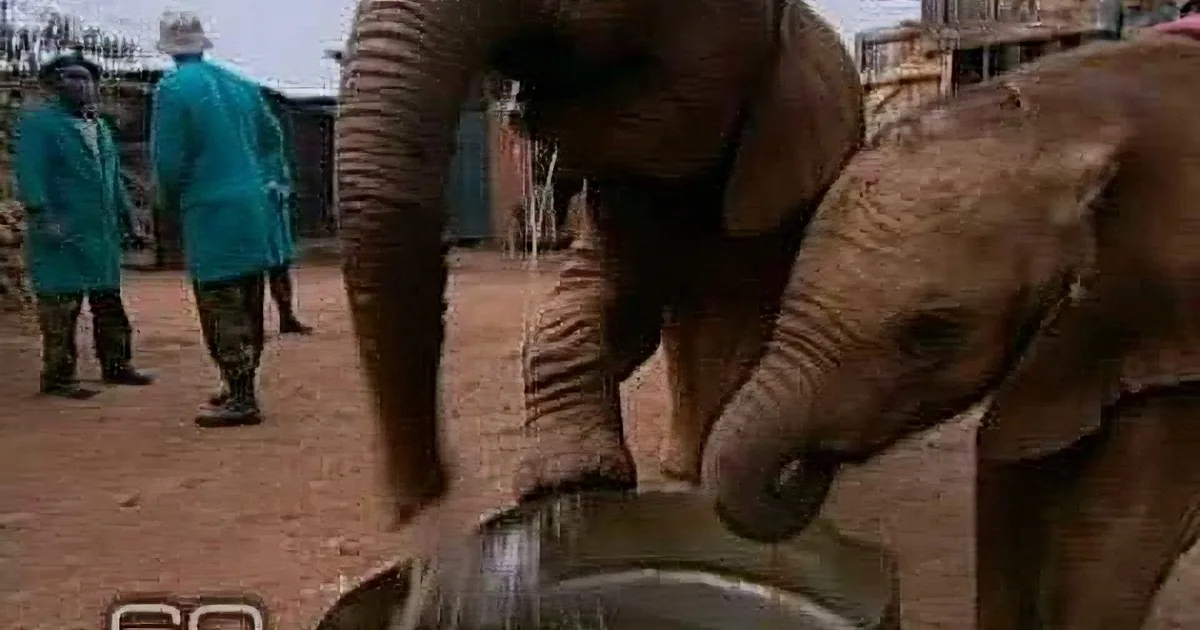 They Found This Elephant Besides His Dead Mama. I Broke Down When I Saw What the Baby Was Doing! so Sad!
