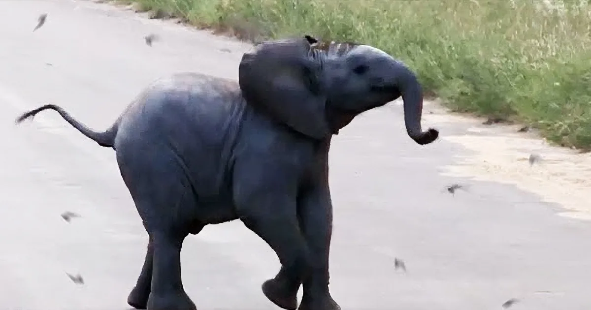 A baby elephant is playfully running on a road, surrounded by flying birds.