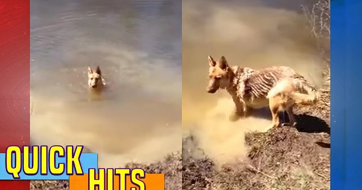 A wolf is seen in water, then on land, with "Quick Hits" text overlay.