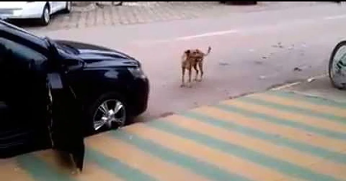 A small dog stands on a street near a black car and a striped crosswalk.