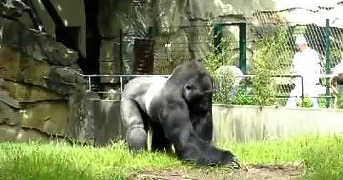 A gorilla stands on grass near a rocky wall and fence in a zoo enclosure.