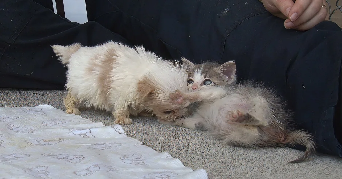 Two kittens playfully interact on a blanket, one light brown, the other gray and white.
