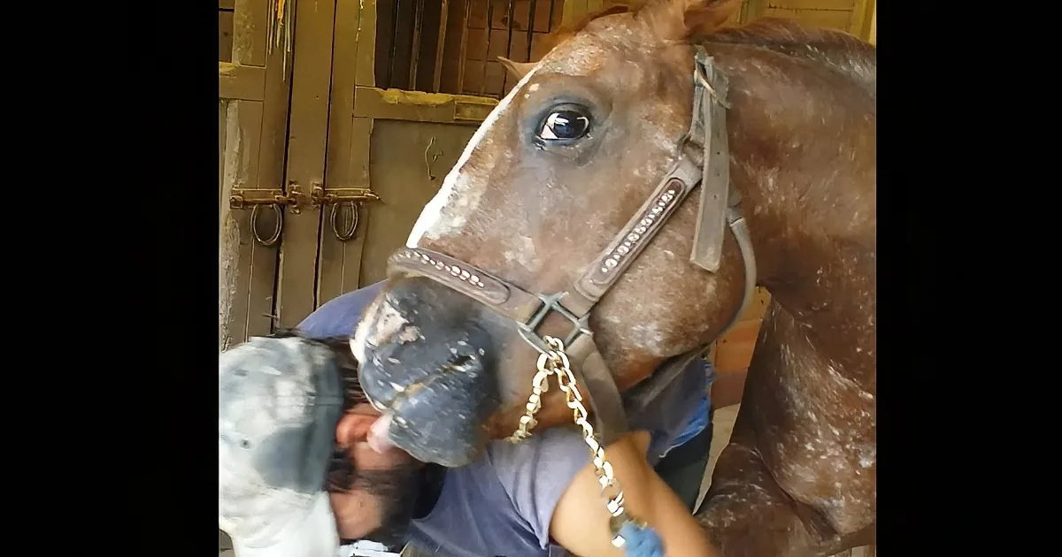 This Special Needs Horse Loves His Caretaker... See What He Did When He Was Putting on His Shoes!