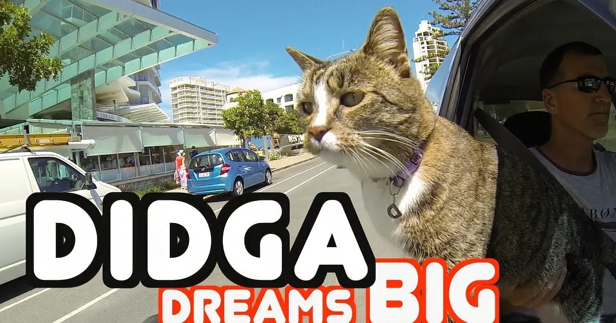 A cat sits on a man's lap in a car, with "DJIA DREAMS BIG" text overlay, and a cityscape background.