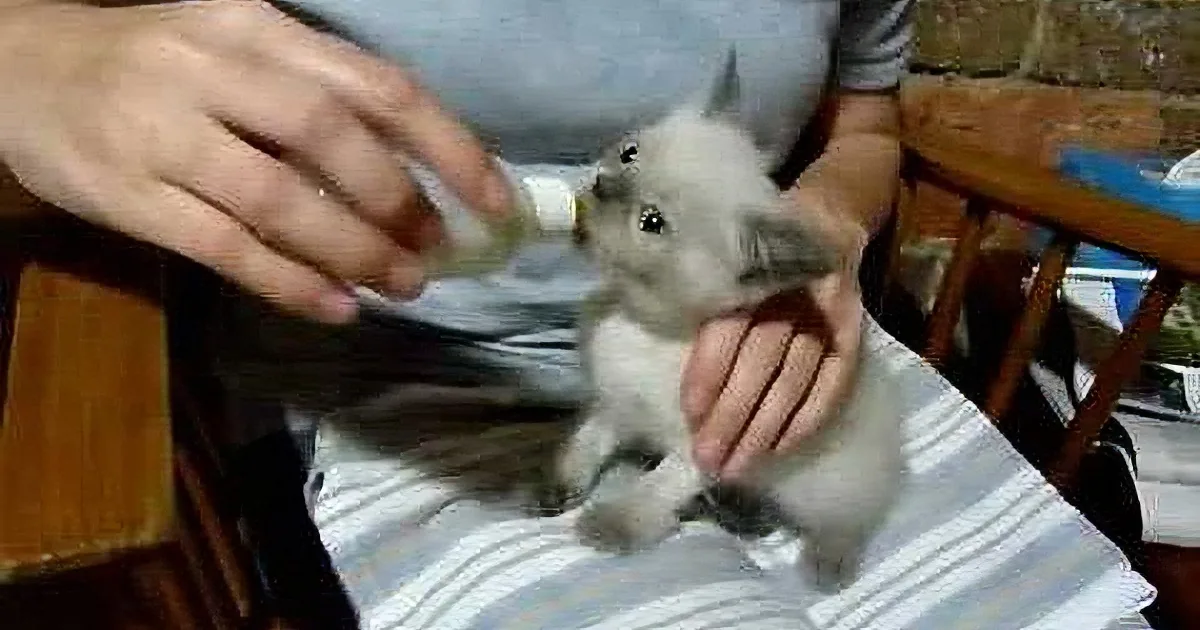 A person holds a small, fluffy, white rabbit while feeding it with a bottle.