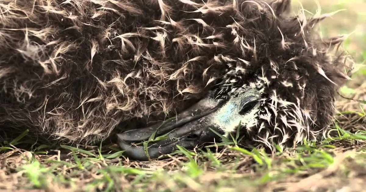 A fluffy, dark bird rests on grass, its head tucked in, eyes closed.