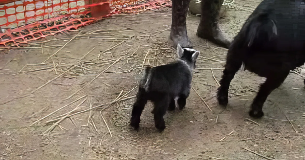 A baby raccoon explores its surroundings near an adult raccoon in a dirt area with scattered sticks.